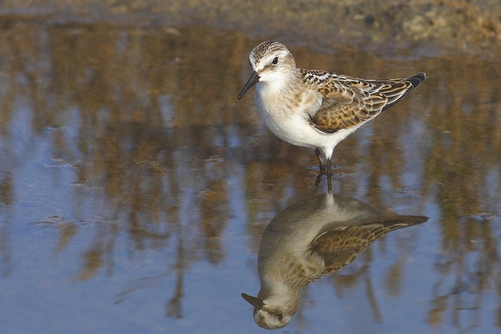 gambecchio con riflesso